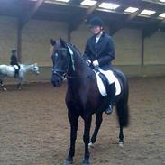 Pinto Laguna´s Bambino 