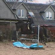 Pinto Laguna´s Bambino 