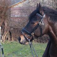 Connemara Highlander (solgt)