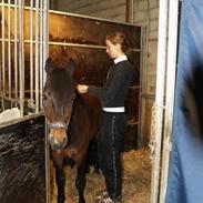 Connemara Highlander (solgt)