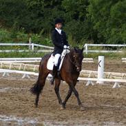 Connemara Highlander (solgt)