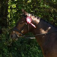 Connemara Highlander (solgt)