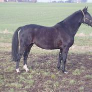 Oldenborg Catiopaja Højbogård