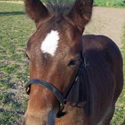 Anden særlig race Amazing Grace