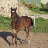 Anden særlig race Amazing Grace