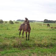 Anden særlig race Amazing Grace