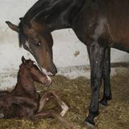 Dansk Varmblod Dark Devine