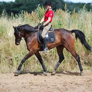 Dansk Varmblod Blæsbjergs Laredo