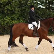 Dansk Varmblod Thybos Casanova - solgt