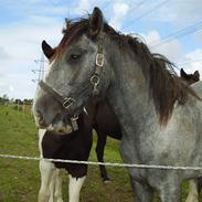 Shire Gentle Hero Herkules