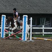 Pinto bækgårds heyoka