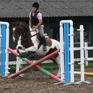 Pinto bækgårds heyoka