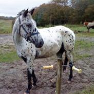 Knabstrupper Martinique /solgt/