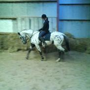 Knabstrupper Martinique /solgt/