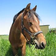 Anden særlig race Sarsoe