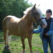 Haflinger Emma (Halvpart)