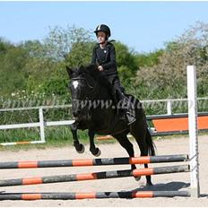 Anden særlig race Jasmin