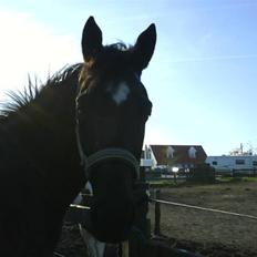 Anden særlig race Jasmin