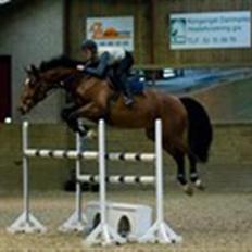 Dansk Varmblod gørklintgårds lake placid