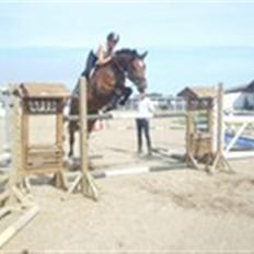 Dansk Varmblod gørklintgårds lake placid