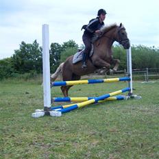 Haflinger Bosse 