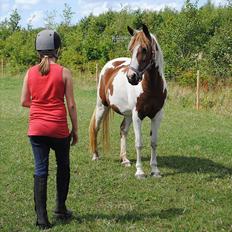 Anden særlig race Tango Lady.