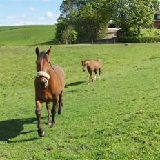 Oldenborg my Ohio dreamer