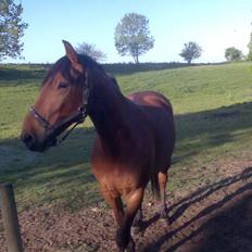 Oldenborg my Ohio dreamer