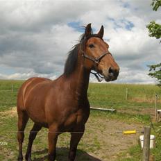 Oldenborg my Ohio dreamer