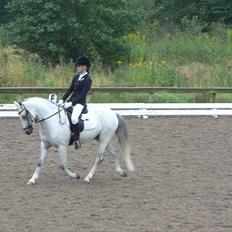 Welsh Pony (sec B) Bjerregårds Santos