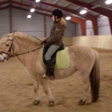 Fjordhest Lisa gammel part