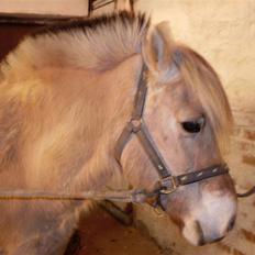 Fjordhest Lisa gammel part