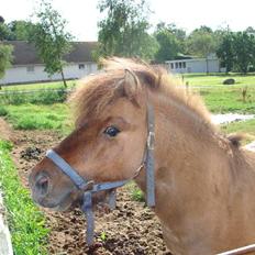 Miniature Vandstedlund´s Campino