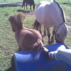 Miniature Vandstedlund´s Campino