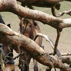 Miniature Vandstedlund´s Campino