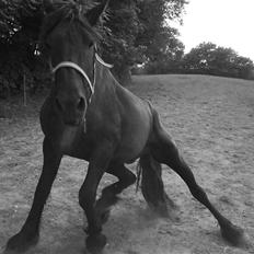 Frieser Picasso (puk foure)