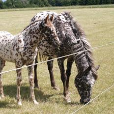 Knabstrupper SØHOLMGAARDS KENTUCKY