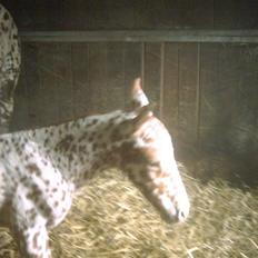 Knabstrupper SØHOLMGAARDS KENTUCKY