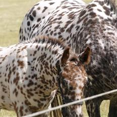Knabstrupper SØHOLMGAARDS KENTUCKY