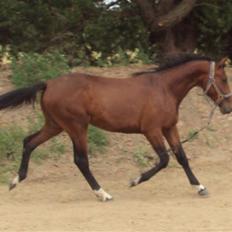 Anden særlig race milan # solgt #