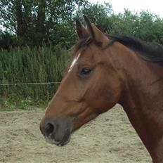 Anden særlig race milan # solgt #