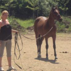 Anden særlig race milan # solgt #