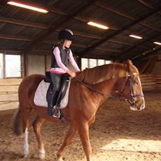 Anden særlig race paplo vixi