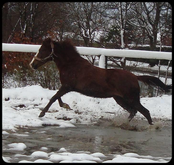 Anden særlig race Magnifique <3 SOLGT! billede 12