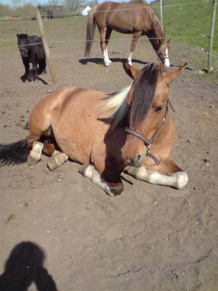 Anden særlig race Samba ( SOLGT )  - Samba nyder solen(: billede 13