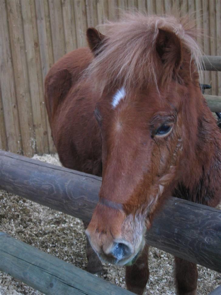 Islænder Askja fra Bomosen - argh, har lige været ude og ride :b billede 7
