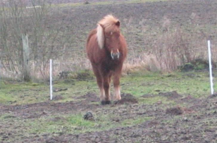 Islænder Askja fra Bomosen - hey, venner vent på mig ? billede 8