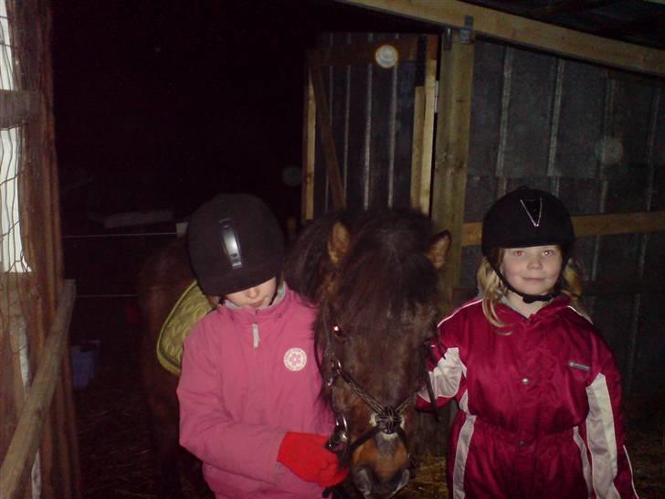 Welsh Pony (sec B) Trille "gået på pension" - tenna og amanda sammen med trille billede 1