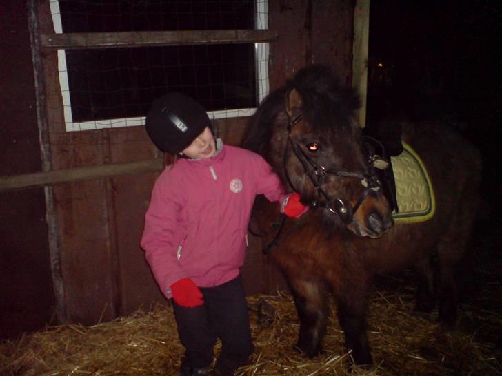 Welsh Pony (sec B) Trille "gået på pension" - tenna og trille efter rideturen billede 4