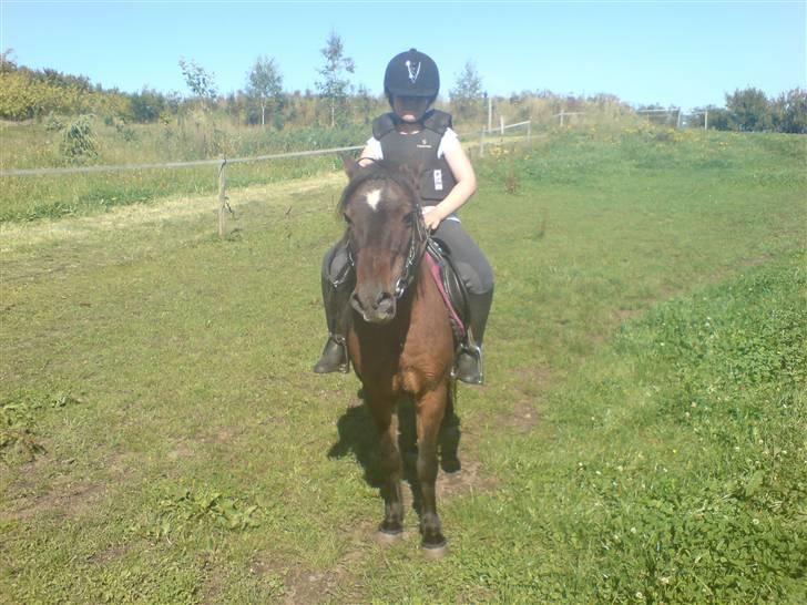 Welsh Pony (sec B) Trille "gået på pension" - mig og trille i sommers billede 7